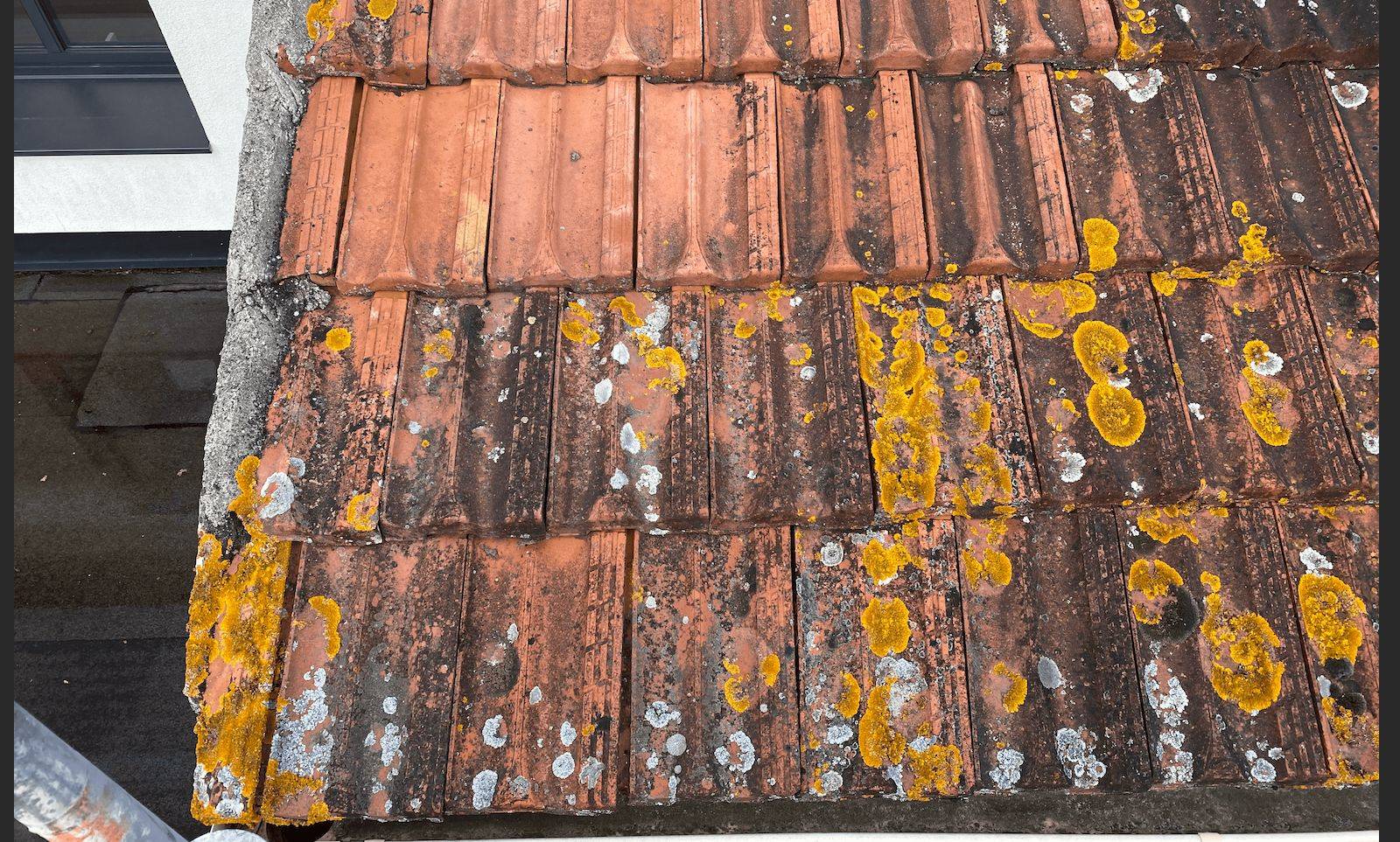 Traitement avec démoussant pour maison à Toulouse (31), Occitanie